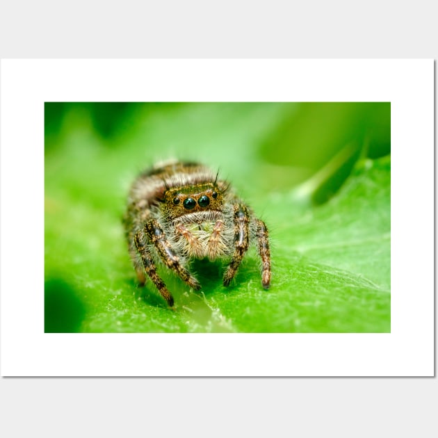 Jumping Spider on a Green Leaf. Macro Photography Wall Art by love-fi